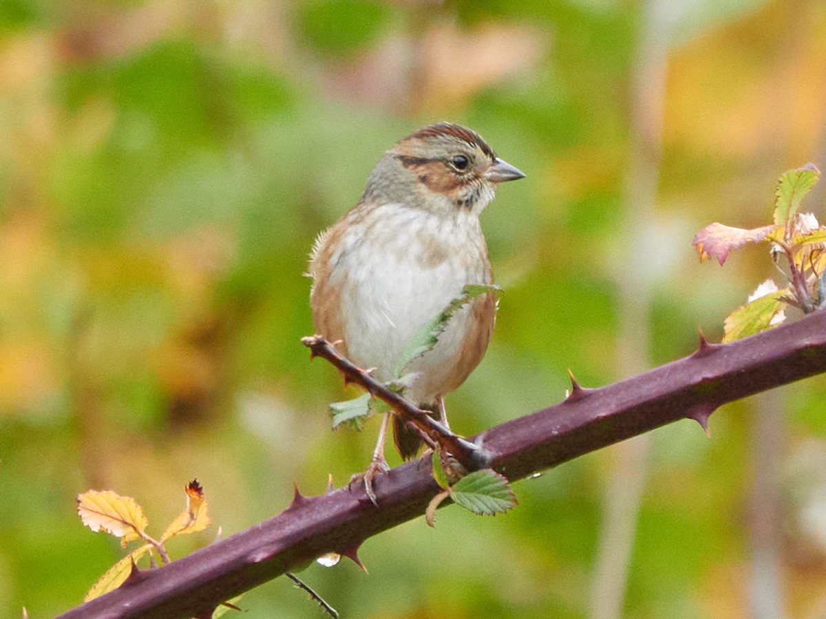 Swamp Sparrow - ML645457454