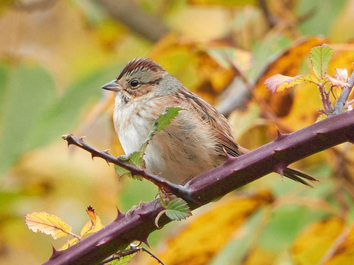 Swamp Sparrow - ML645457455