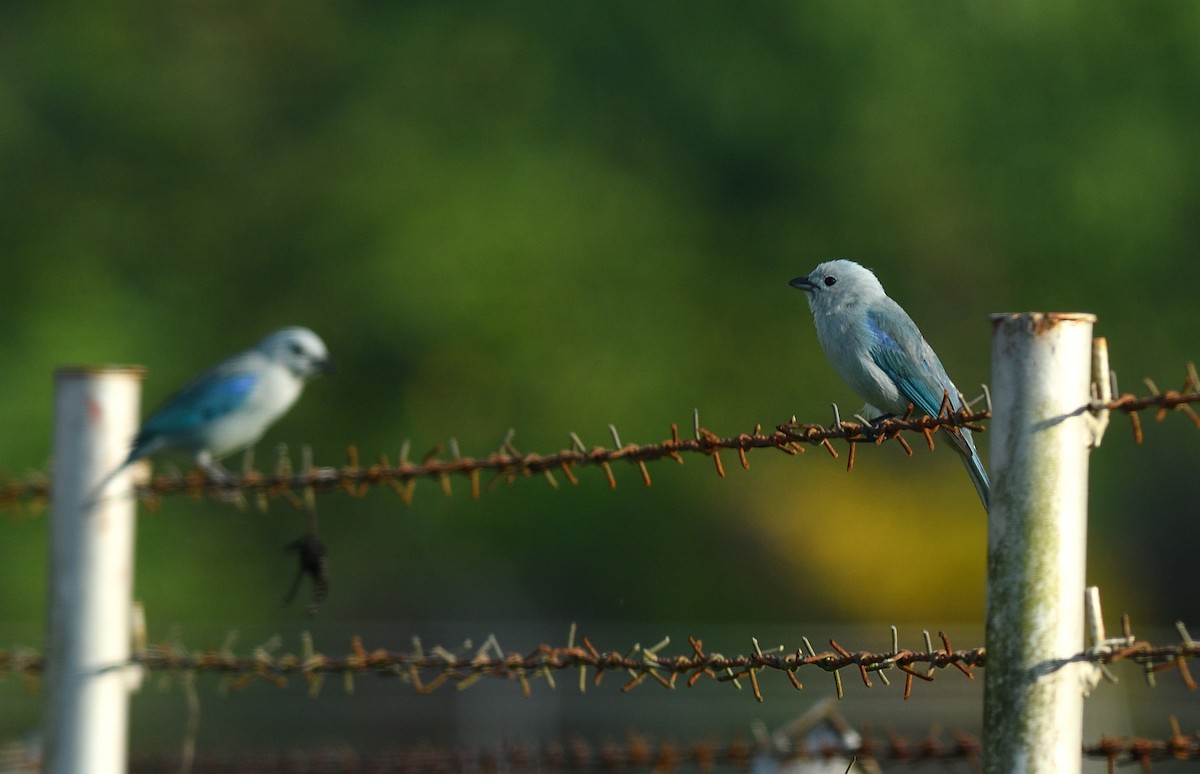 Blue-gray Tanager - ML645457461