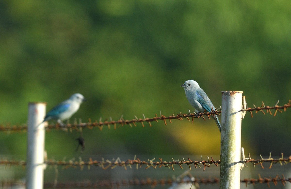 Blue-gray Tanager - ML645457462