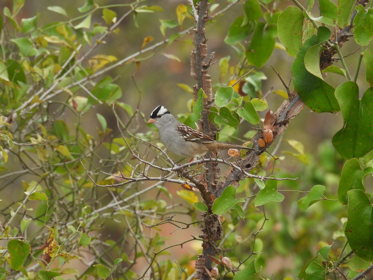 White-crowned Sparrow - ML645457466