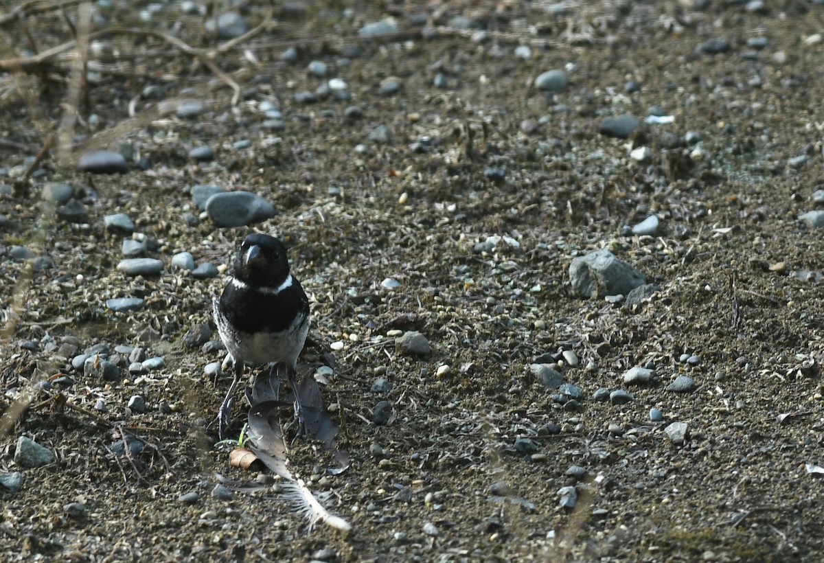 Чёрный просяночник - ML645457468