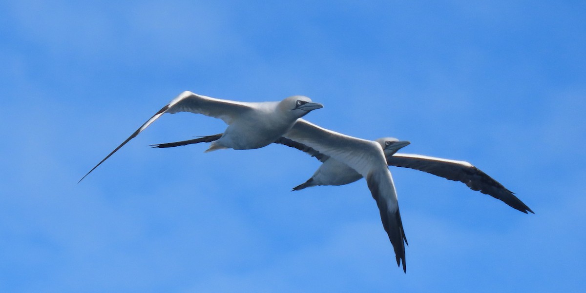 Alcatraz Atlántico - ML645457471