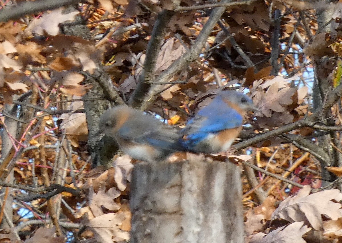 Eastern Bluebird - ML645457472
