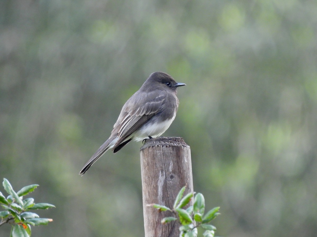 Black Phoebe - ML645457473
