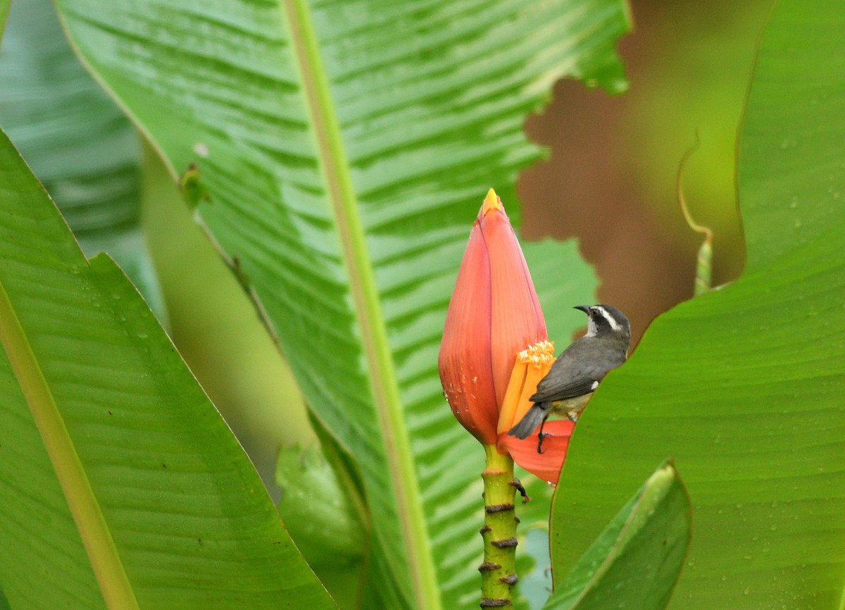 Bananaquit - ML645457478