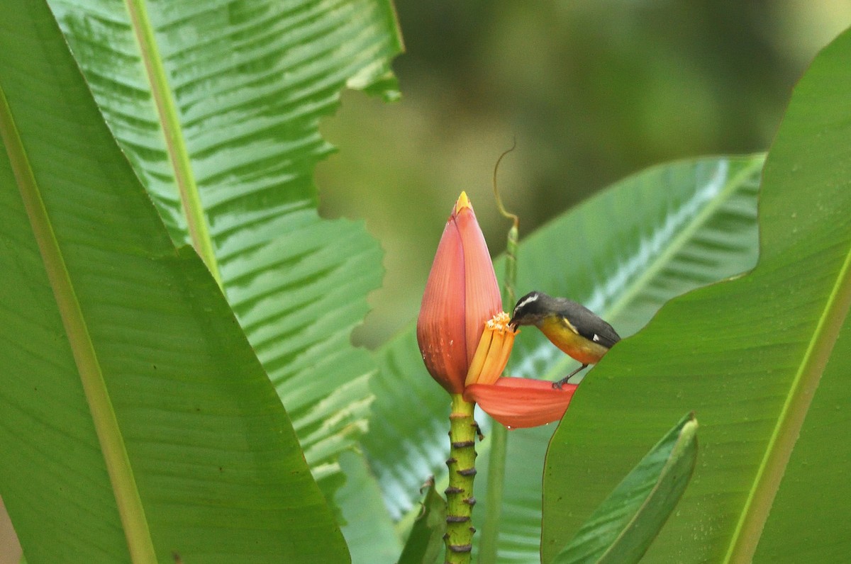 Bananaquit - ML645457479