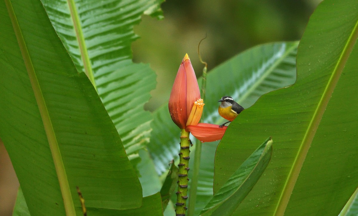 Bananaquit - ML645457480