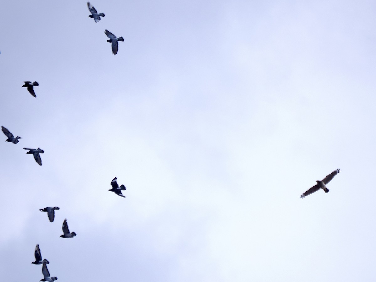 Cooper's Hawk - ML645457484