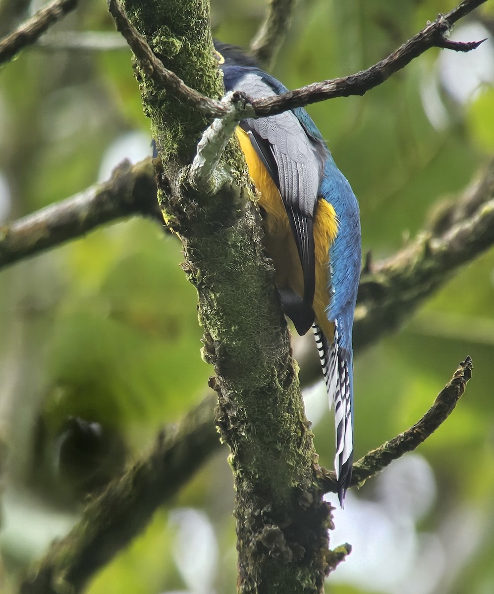 Трогон синьоголовий - ML645457485