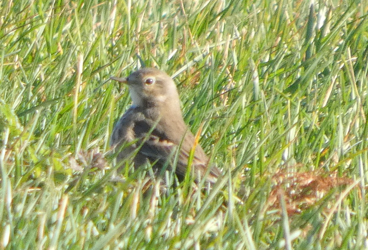 American Pipit - ML645457489