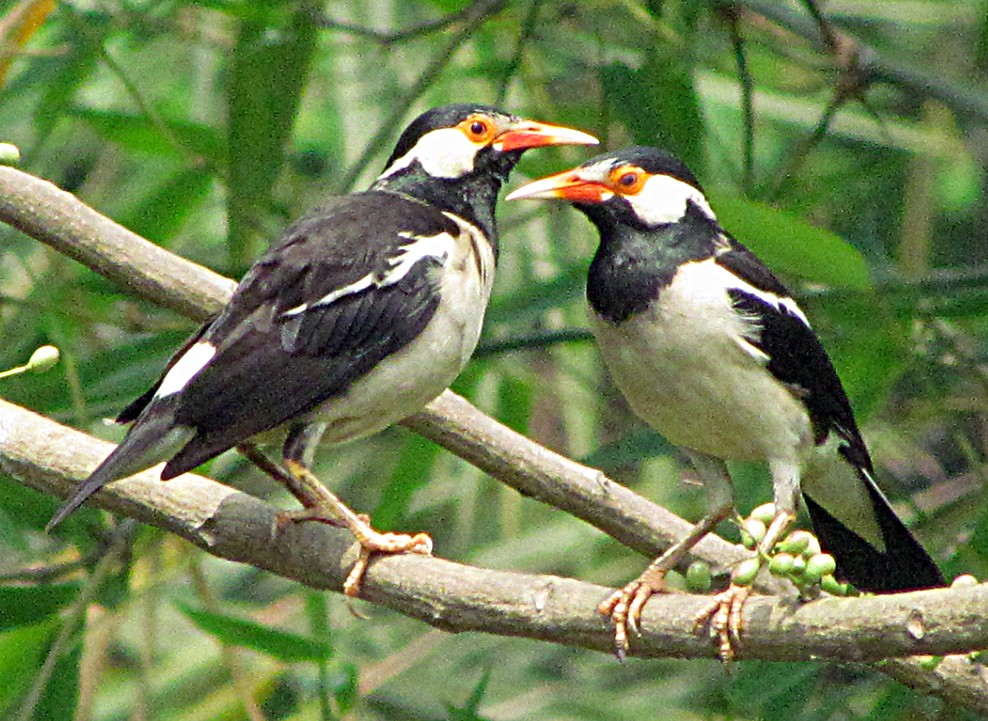 Indian Pied Starling - ML645457492
