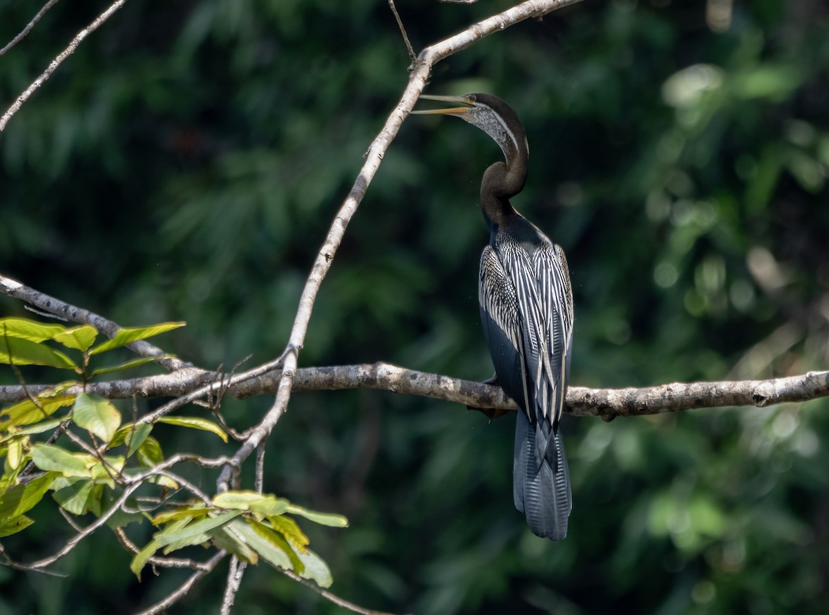 orientslangehals - ML645457500