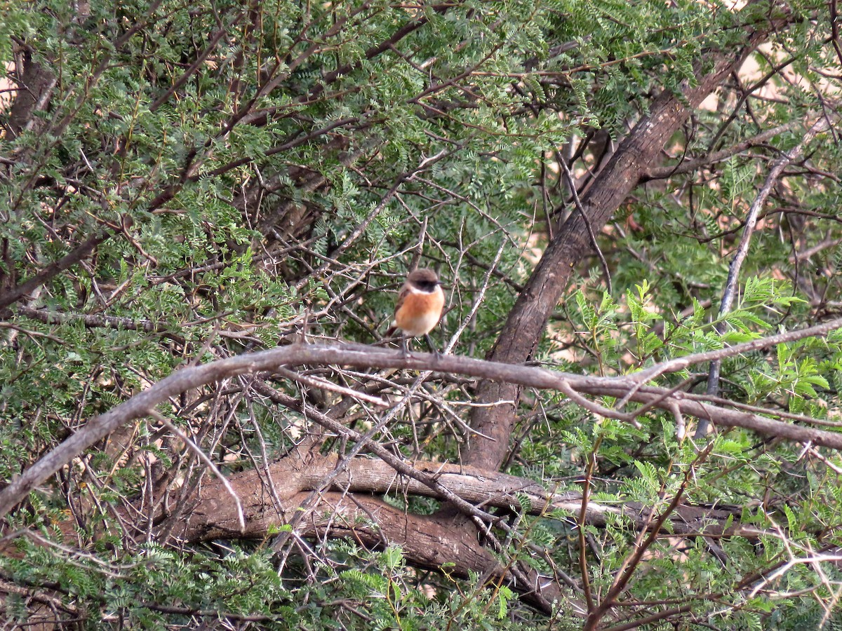 European Stonechat - ML645457513