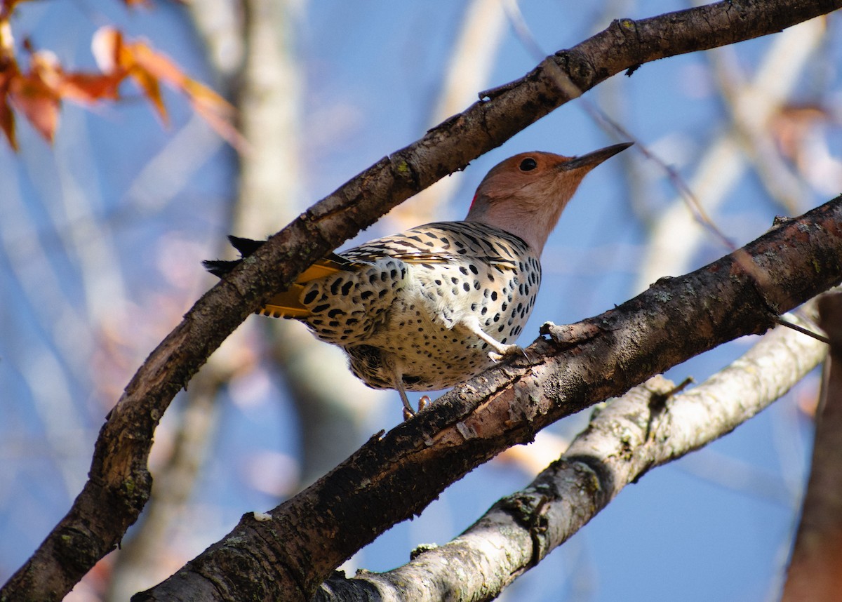Northern Flicker - ML645457519