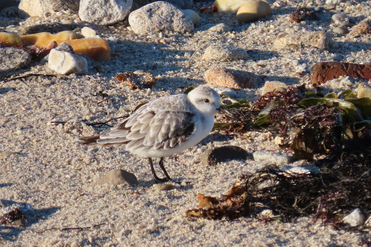 Песчанка - ML645457530