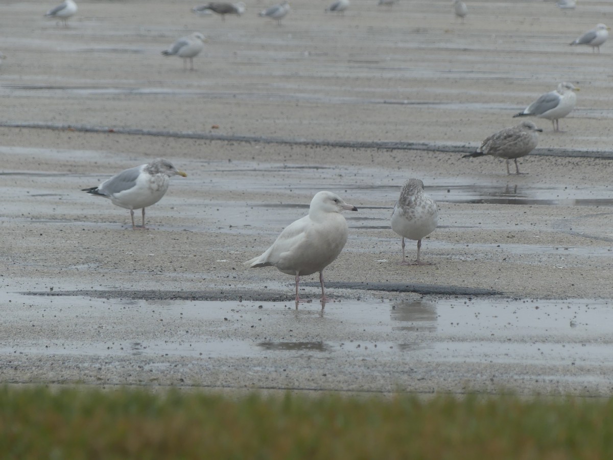 Glaucous Gull - ML645457532