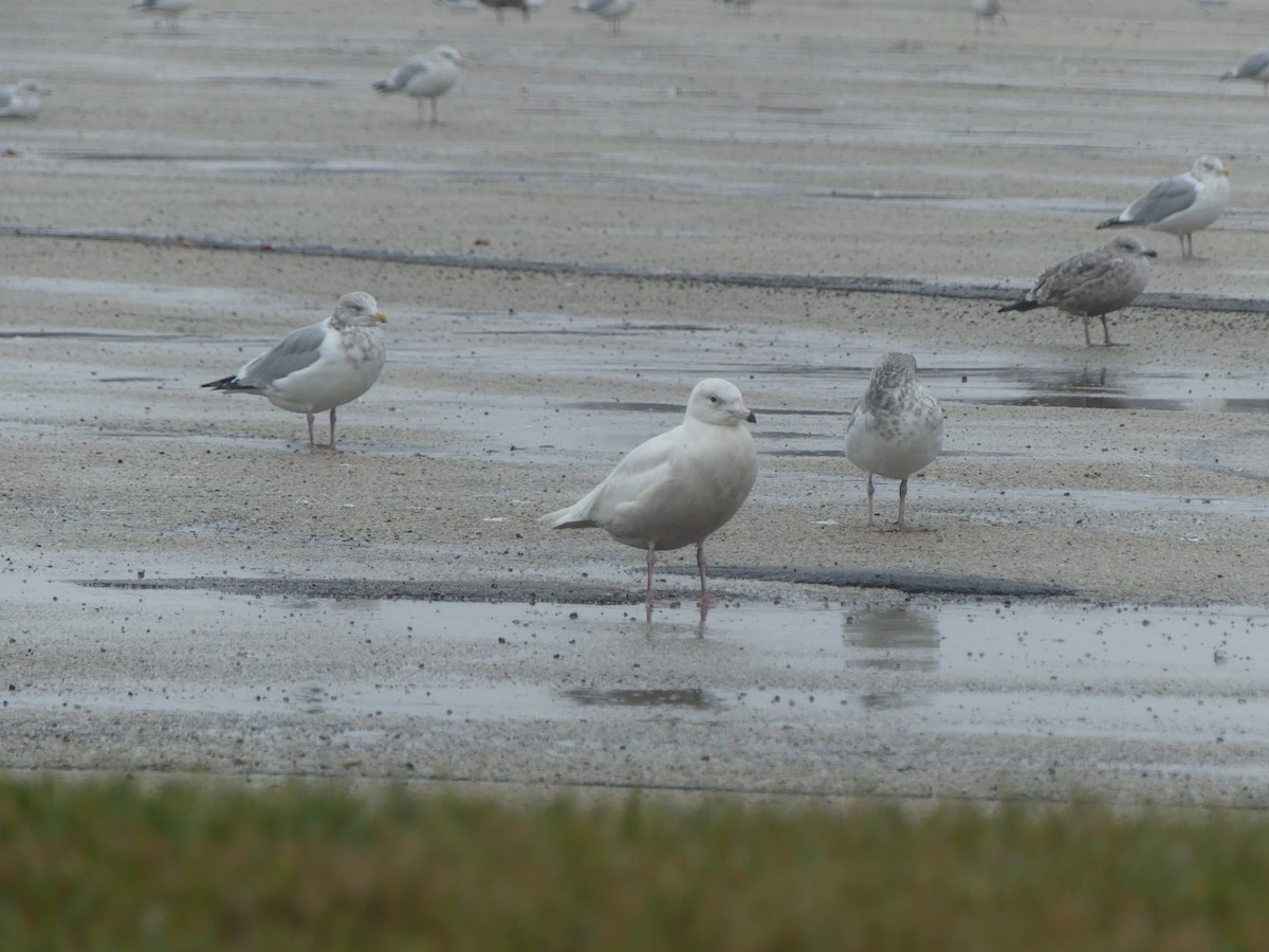 Glaucous Gull - ML645457533