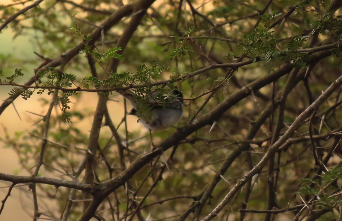 Txinbo burubeltza - ML645457535