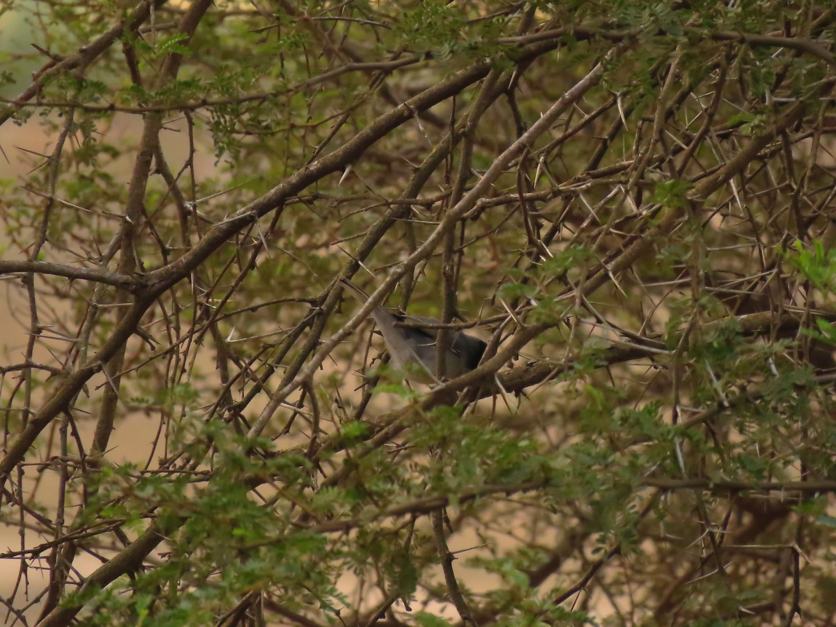 Txinbo burubeltza - ML645457537