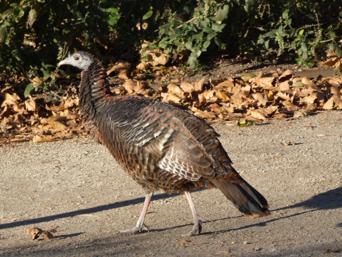 Wild Turkey - ML645457545