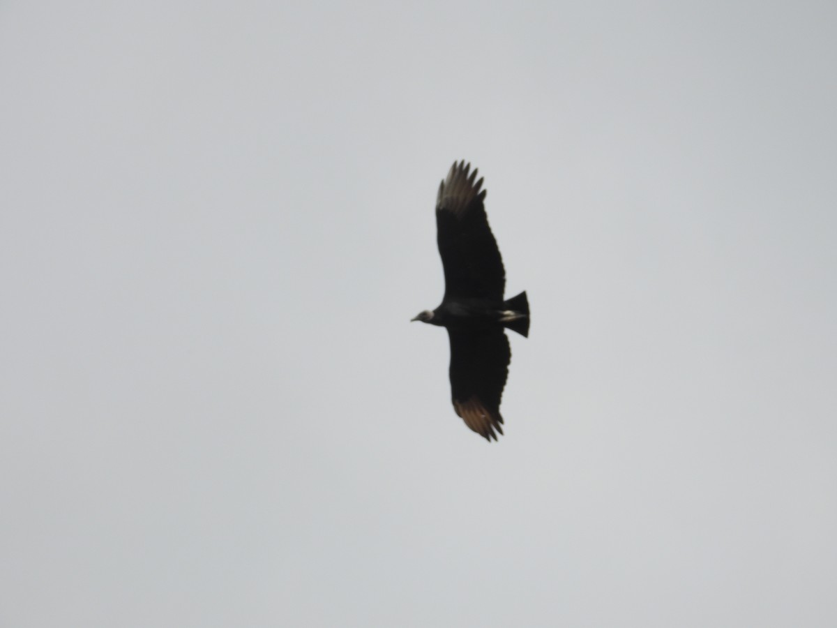 Black Vulture - ML645457546
