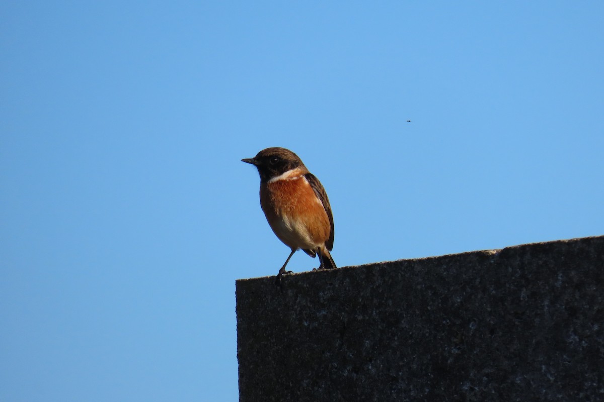 European Stonechat - ML645457547