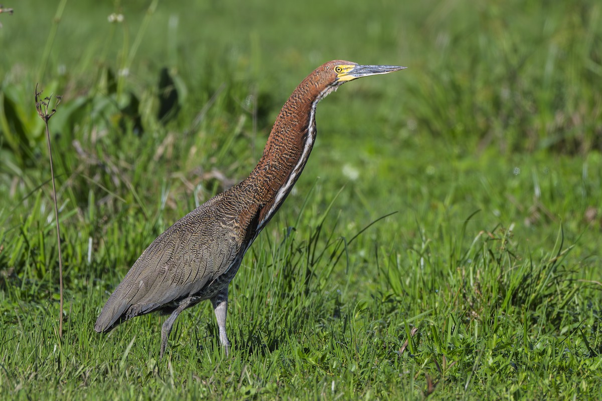 Rufescent Tiger-Heron - ML645457551
