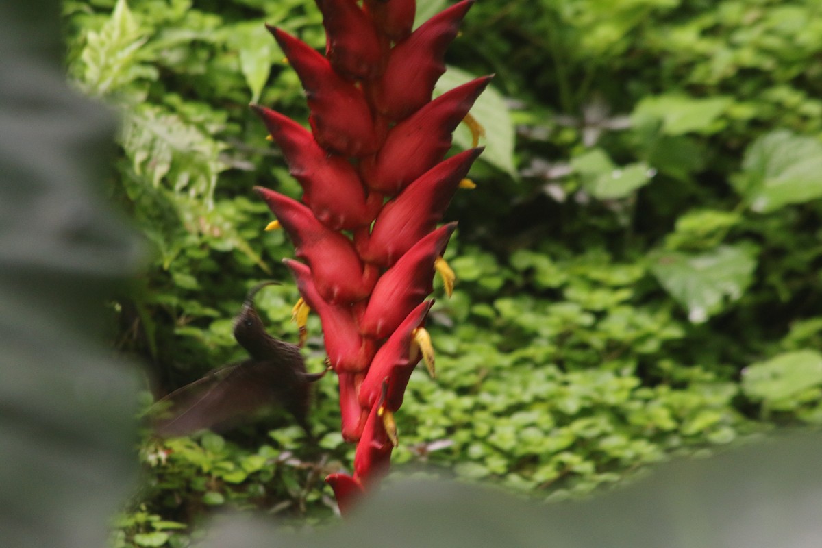 Ерміт-серподзьоб темнохвостий - ML645457552