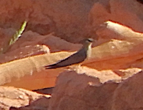 Madagascar Pratincole - ML645457556