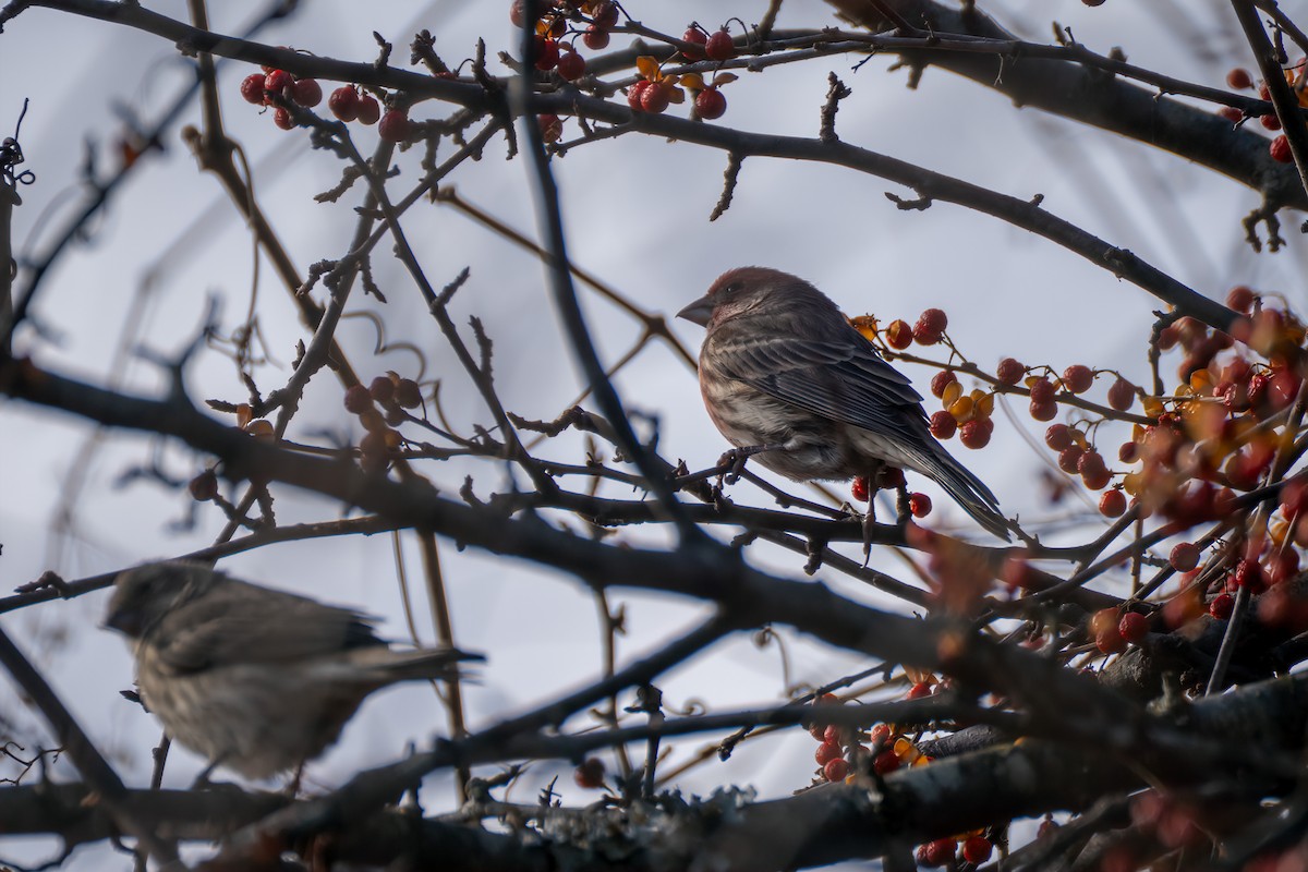 House Finch - ML645457557