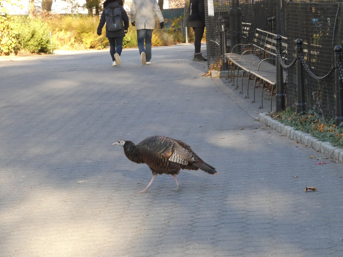 Wild Turkey - ML645457560