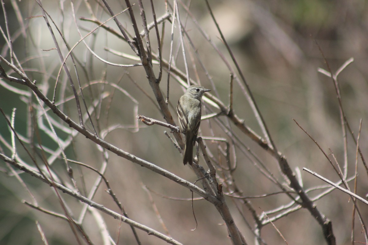 Hammond's Flycatcher - ML645457563