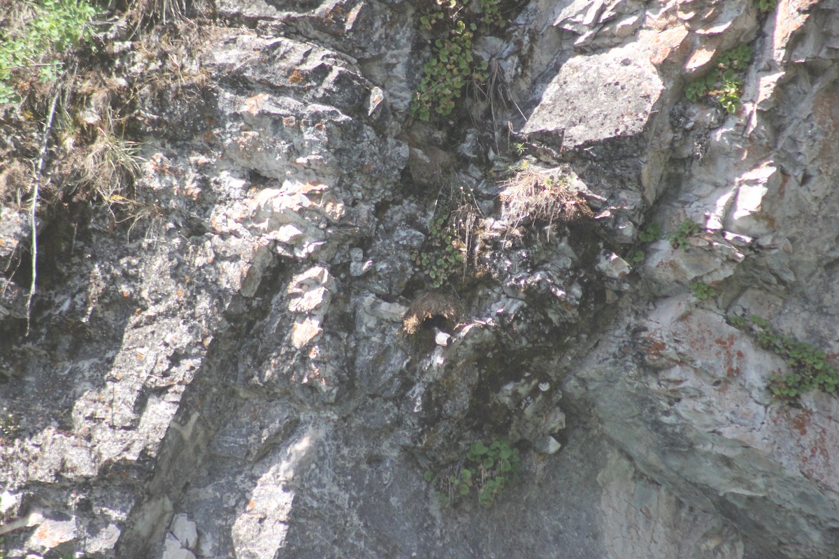 Ur-zozo iparramerikarra - ML645457575