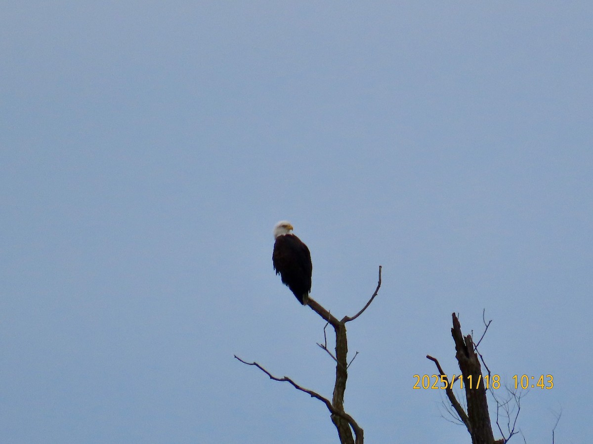 Bald Eagle - ML645457580