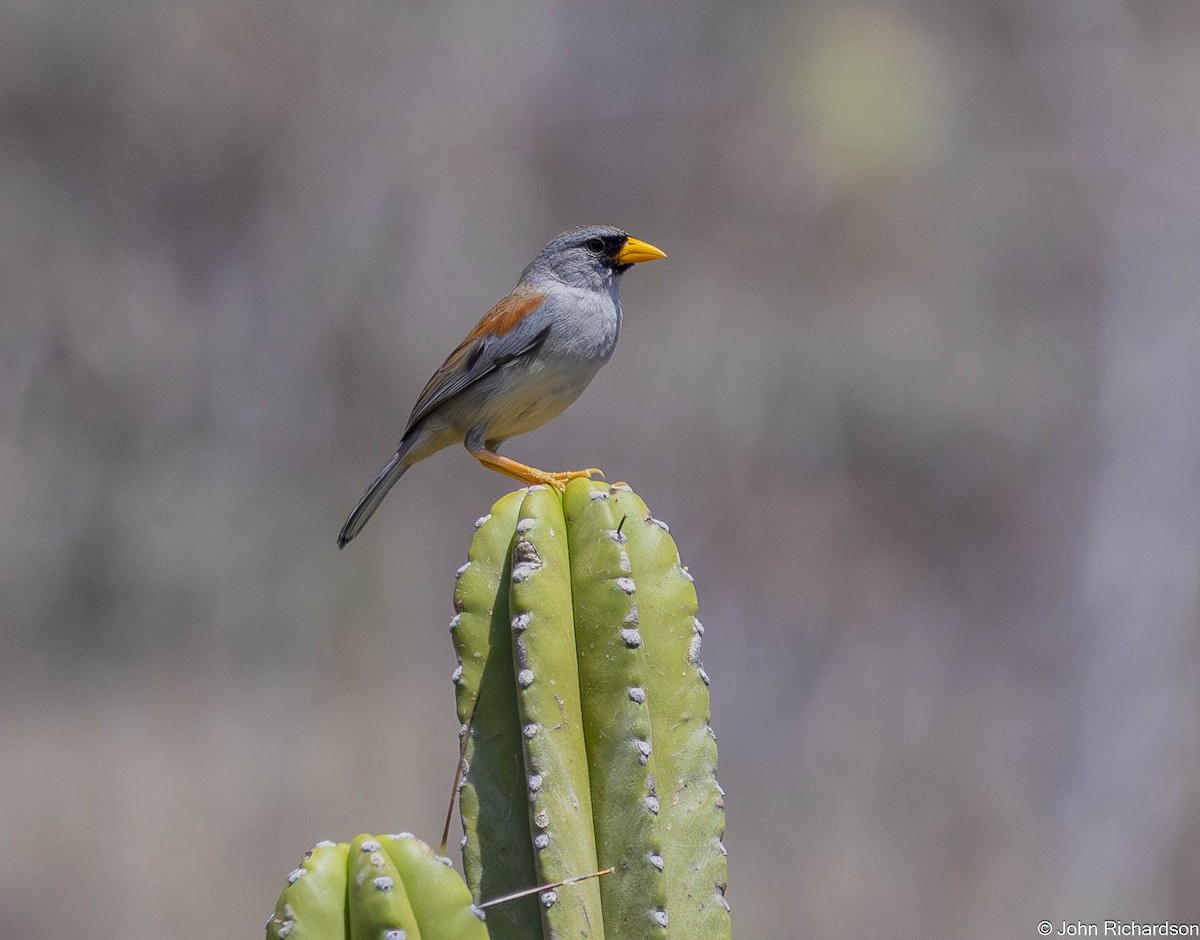 Küçük İnka İspinozu - ML645457586