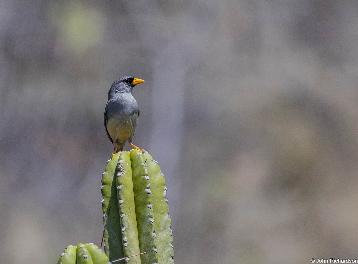 Küçük İnka İspinozu - ML645457587