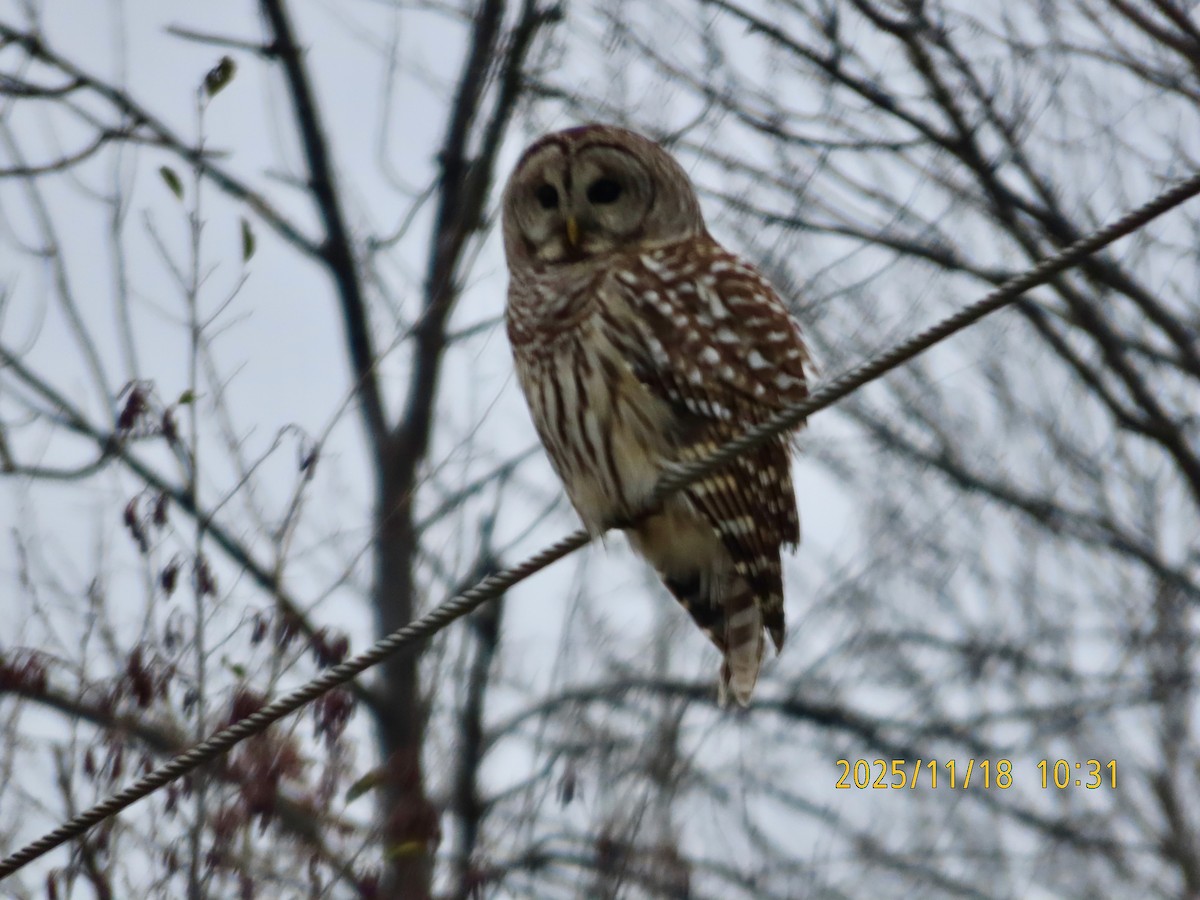 Barred Owl - ML645457603