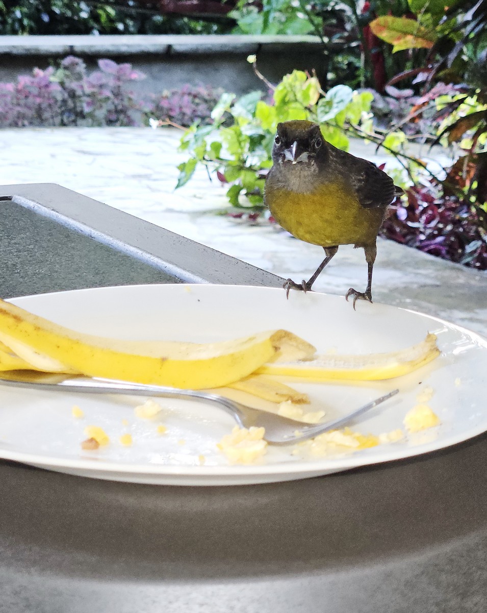 Фрутеро темнощокий - ML645457605