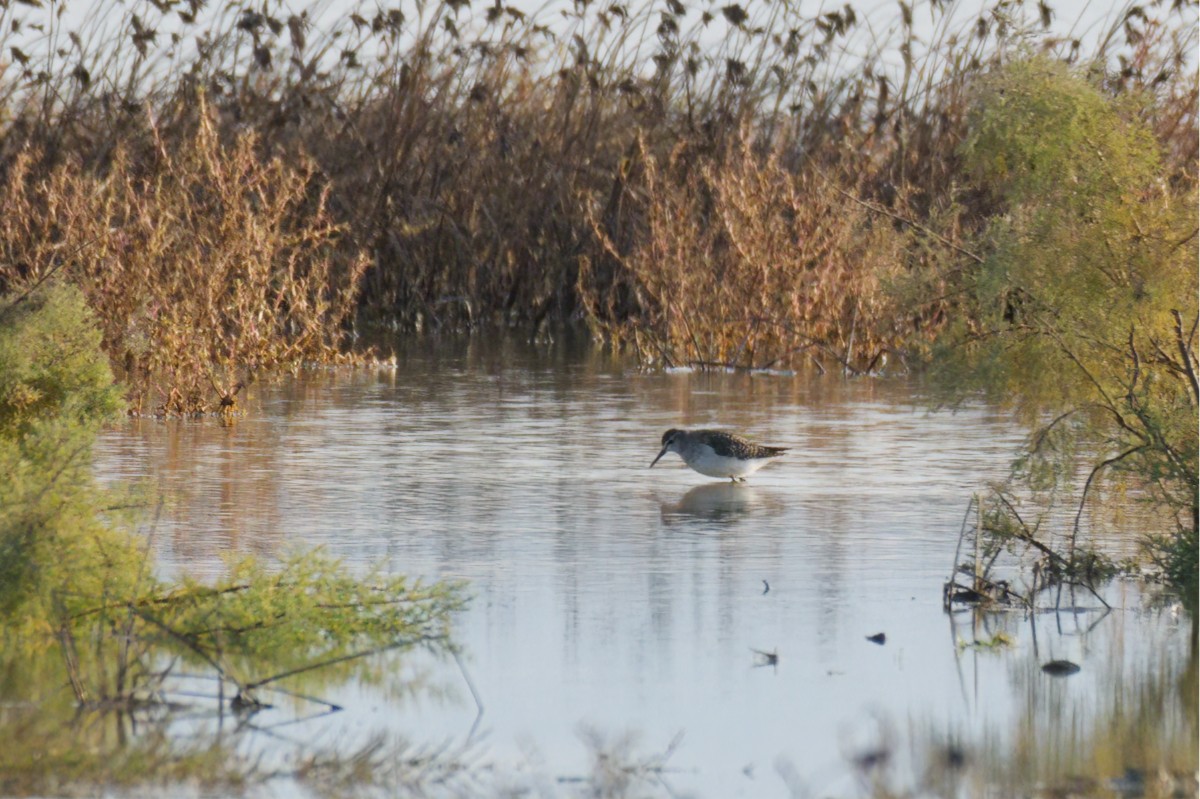 タカブシギ - ML645457612