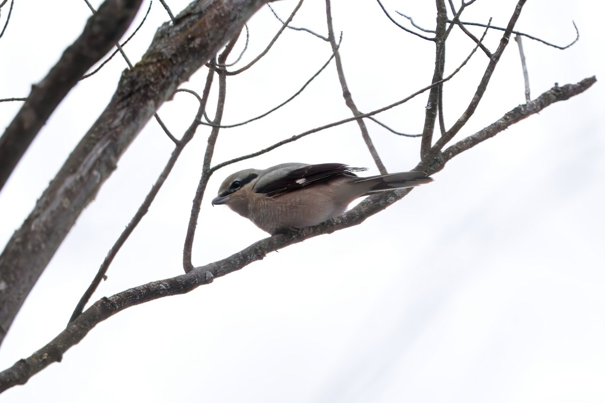 Alcaudón Boreal - ML645457617