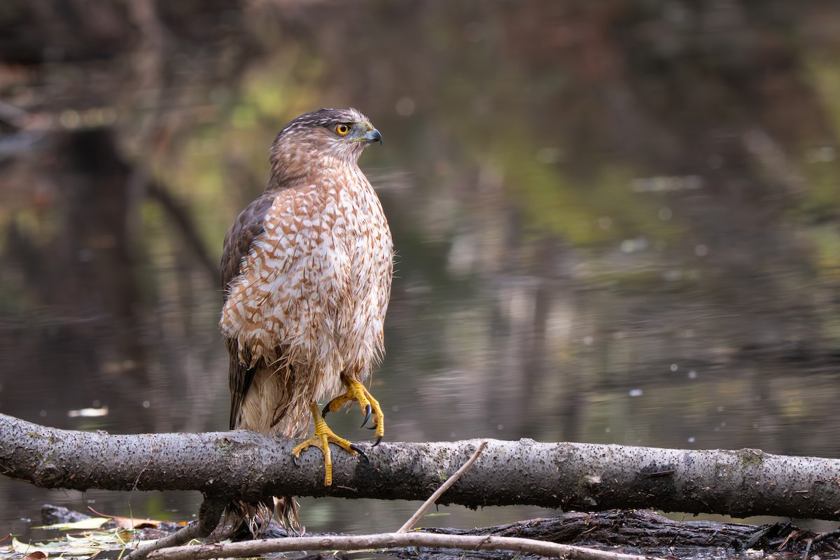 Cooper's Hawk - ML645457624