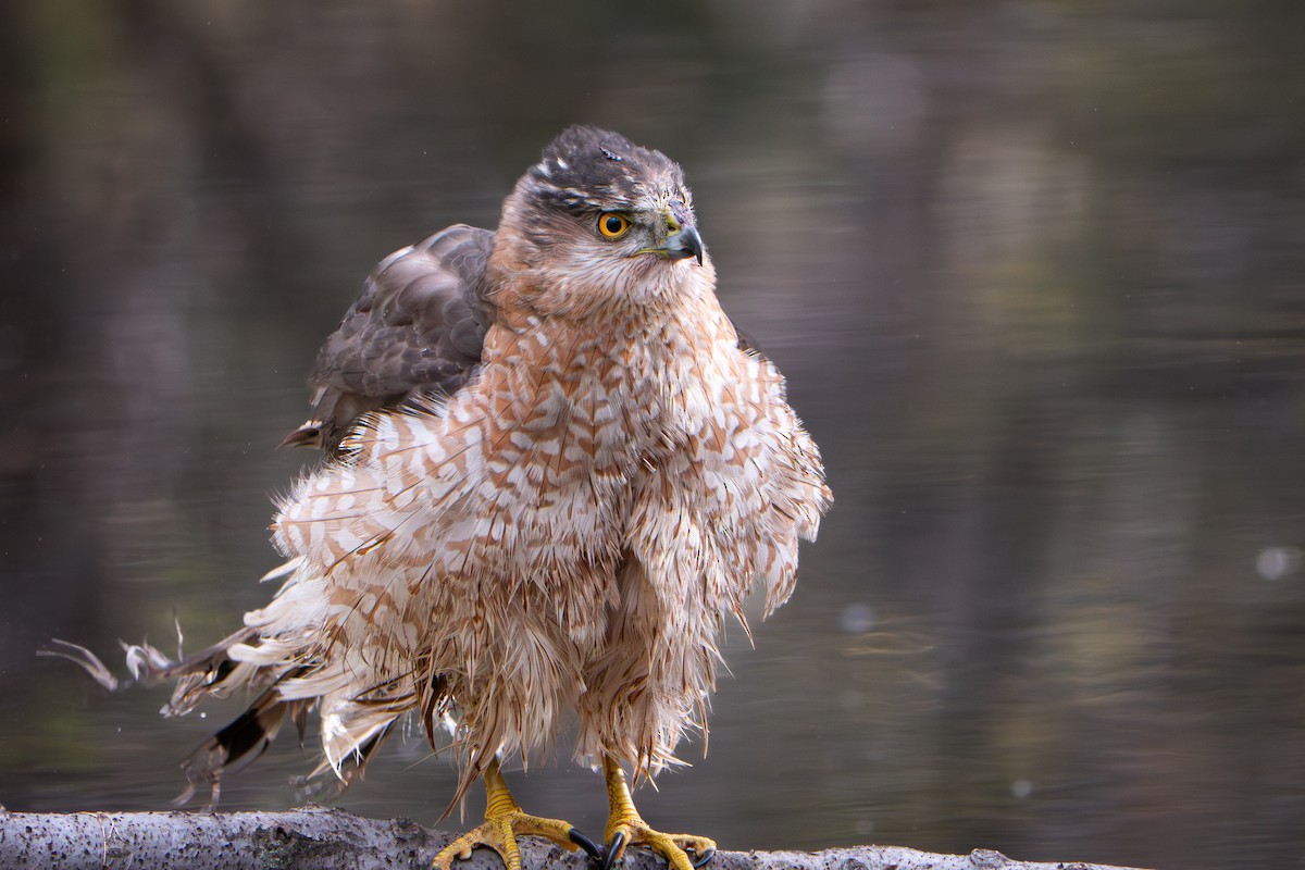 Cooper's Hawk - ML645457625