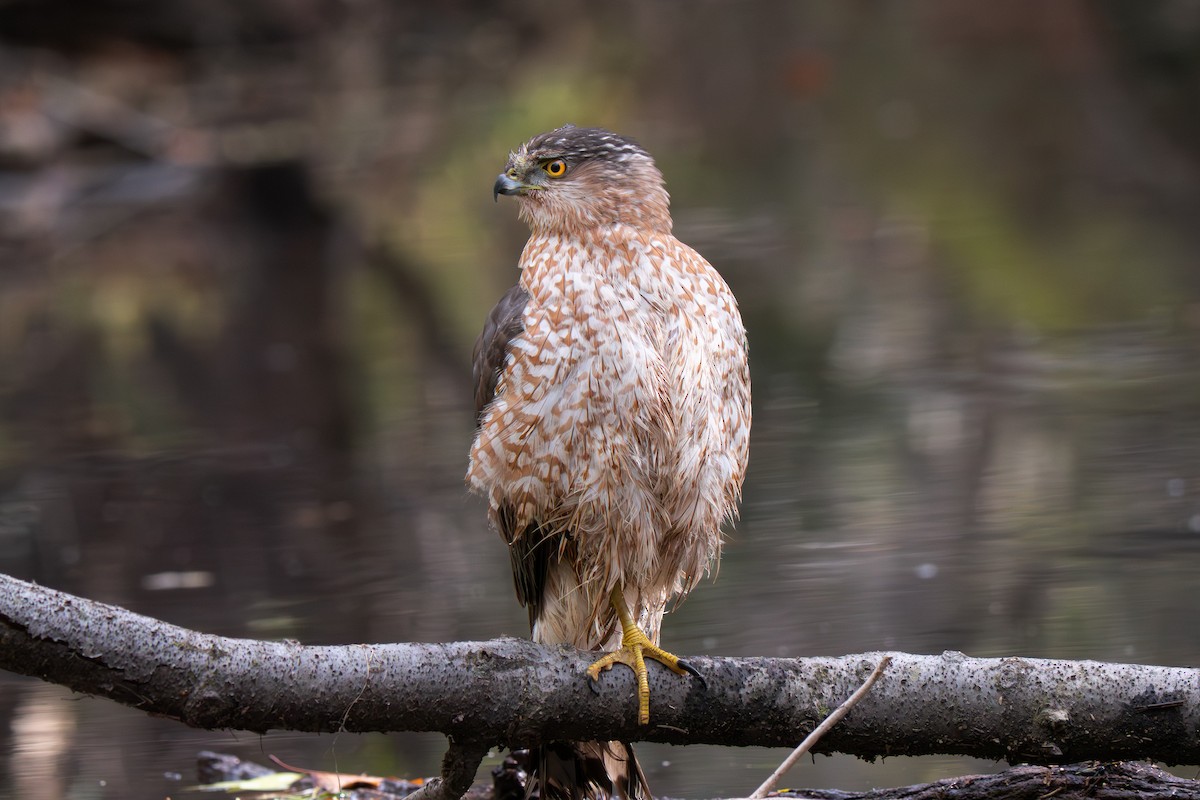 Cooper's Hawk - ML645457626