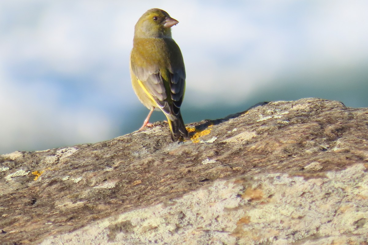 Grünfink - ML645457633