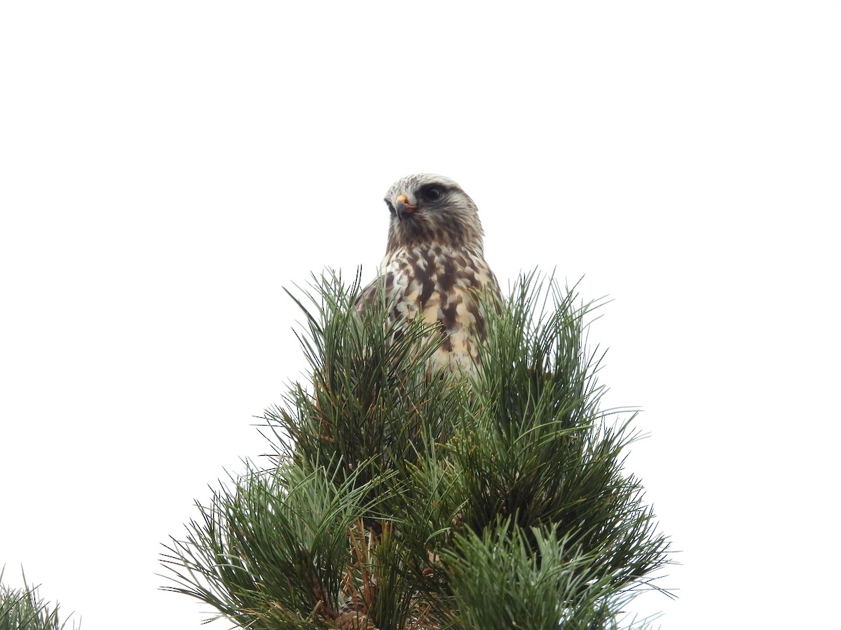 Raufußbussard - ML645457635