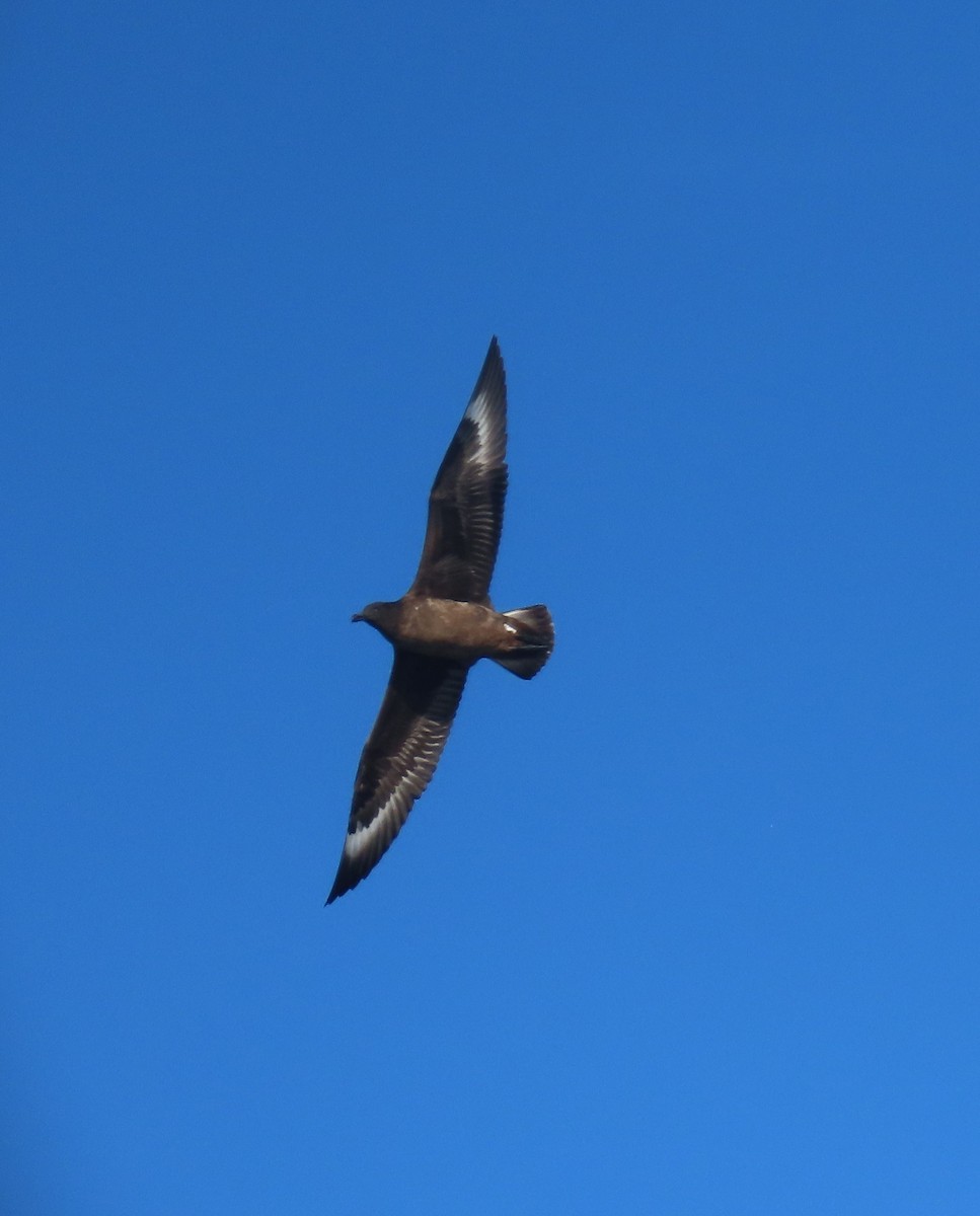 Skua - ML645457636