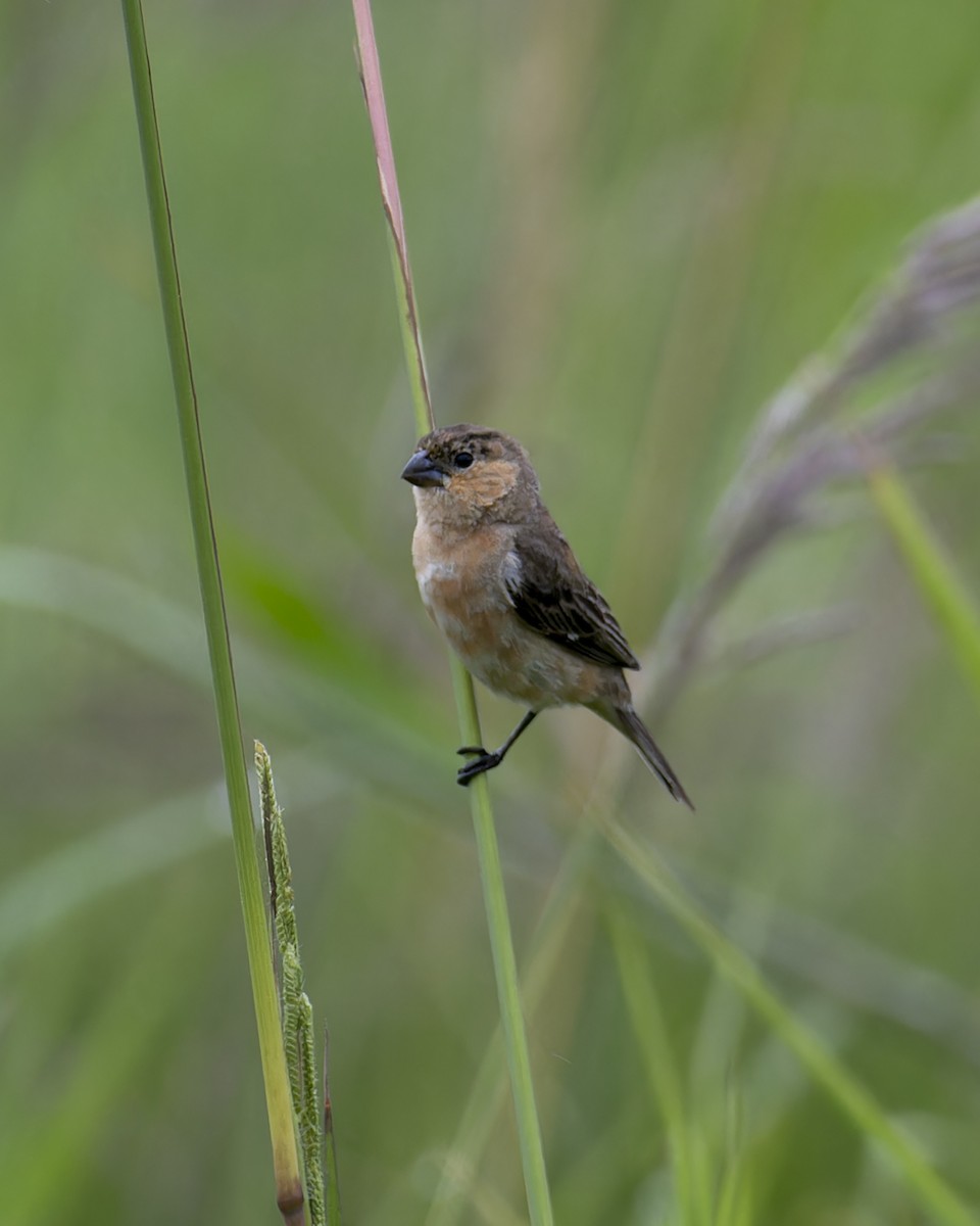 Orangespelzer - ML645457637