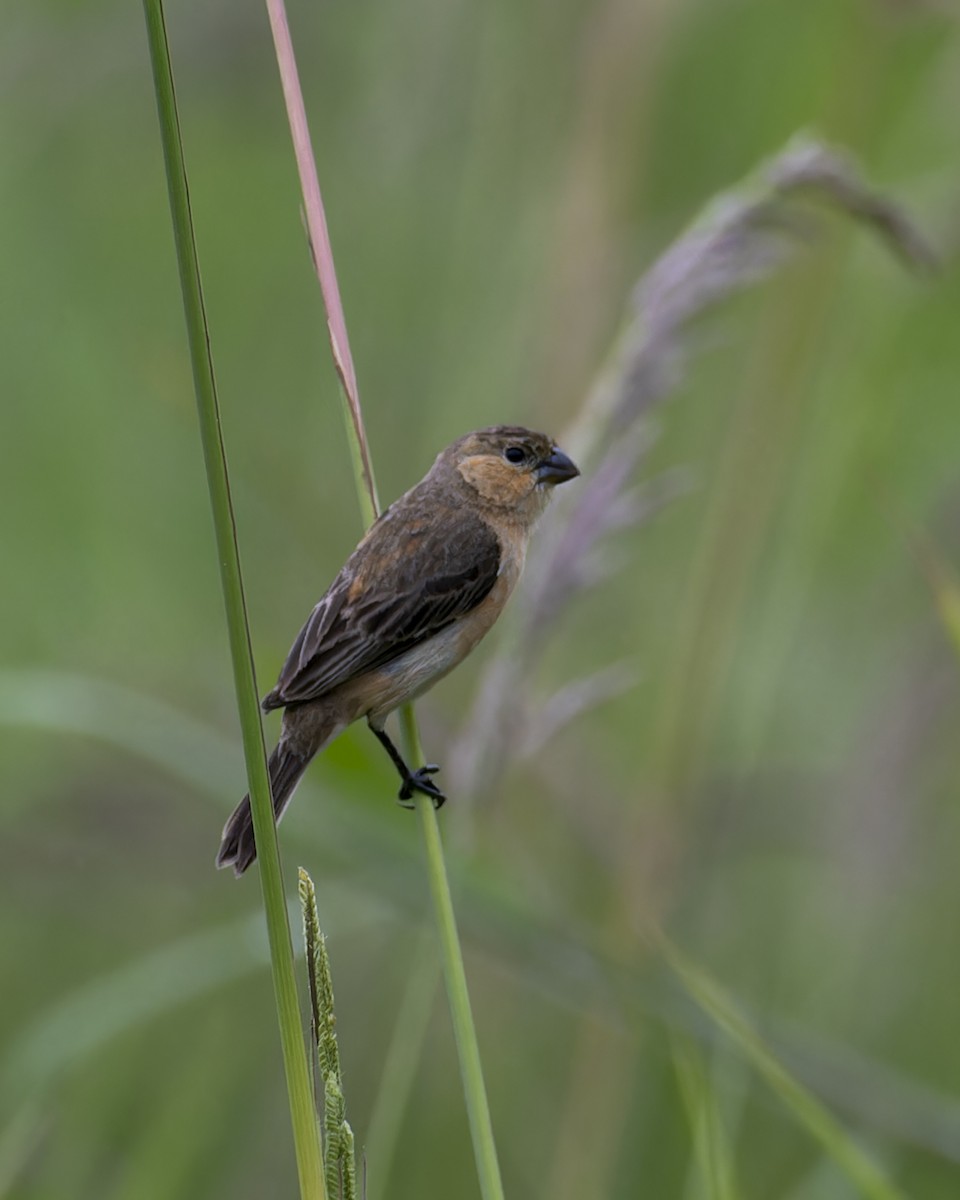 Orangespelzer - ML645457638