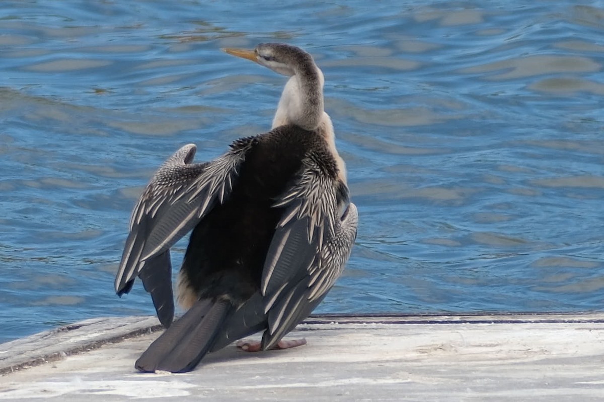 Austral-Schlangenhalsvogel - ML645457641